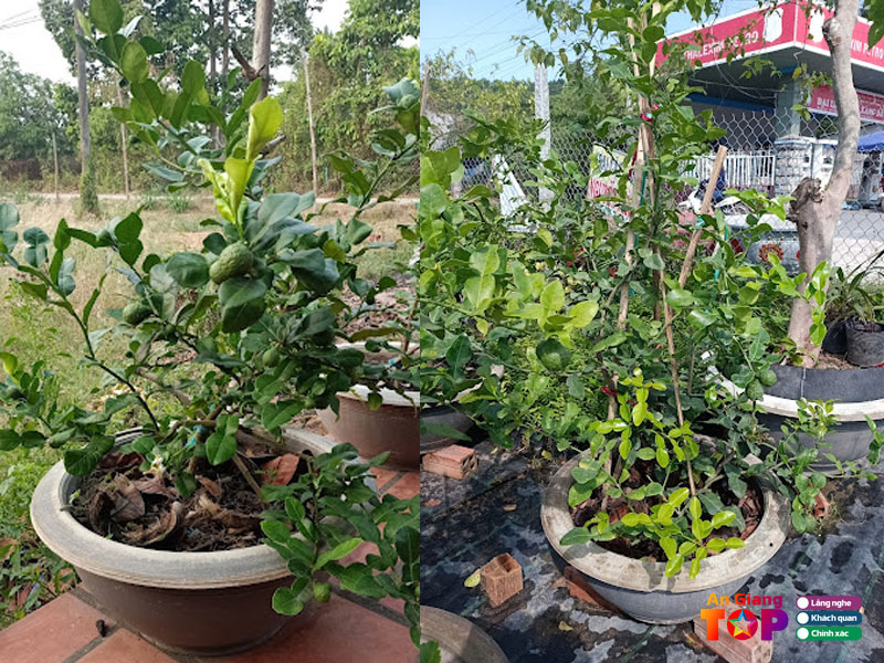 Trai-cay-giong-nguyen-thich-angiangtoplist