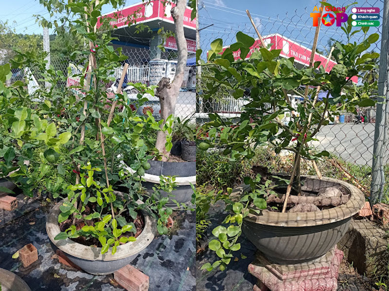 Trai-cay-giong-nguyen-thich-angiangtoplist