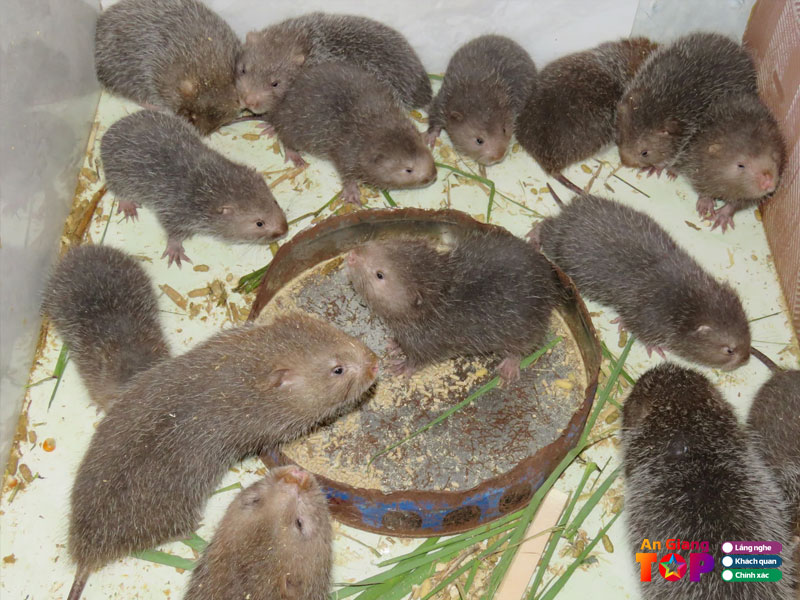 Trai-dui-an-giang-mien-tay-angiangtoplist