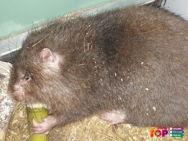 Trai-dui-giong-tuan-map-angiangtoplist