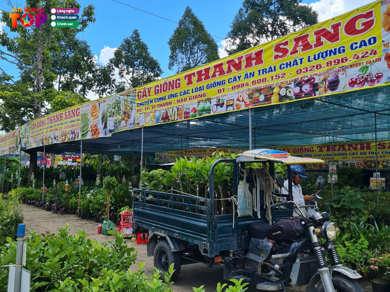 Trai-giong-cay-trong-thanh-sang-angiangtoplist