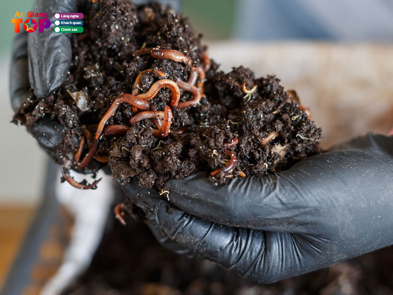 Trai-trun-que-ap-an-thuan-angiangtoplist