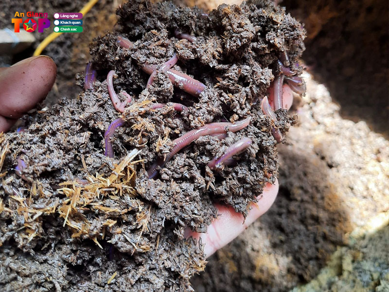 Trai-trun-que-trung-nghia-angiangtoplist