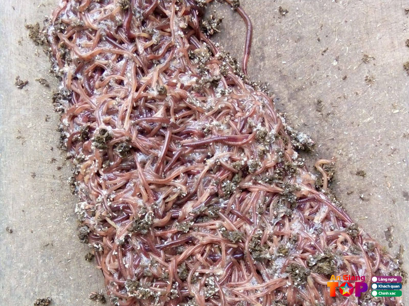 Trai-trun-que-trung-nghia-angiangtoplist