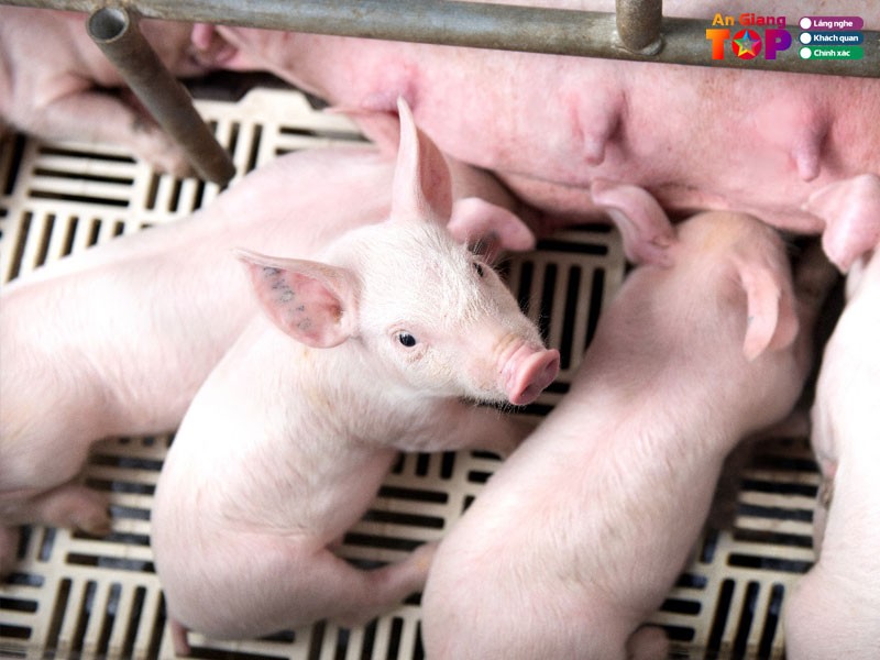 Cong-ty-giong-chan-nuoi-viet-thang-angiangtoplist