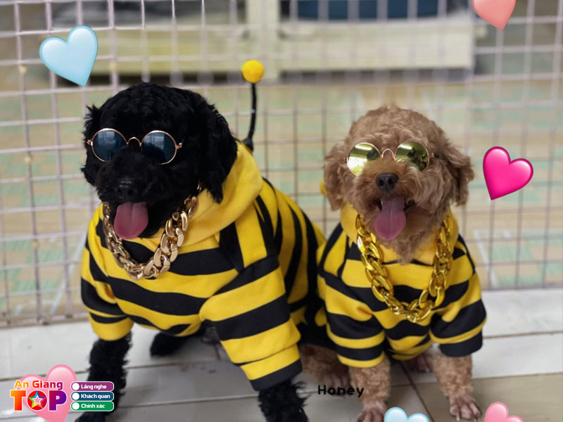 Cua-hang-long-xuyen-pet-angiangtoplist