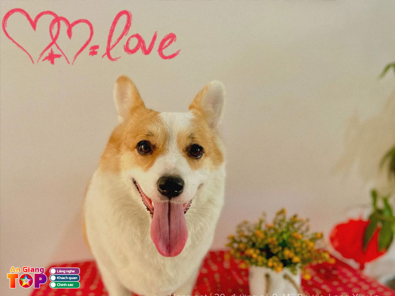 Hana-pet-angiangtoplist