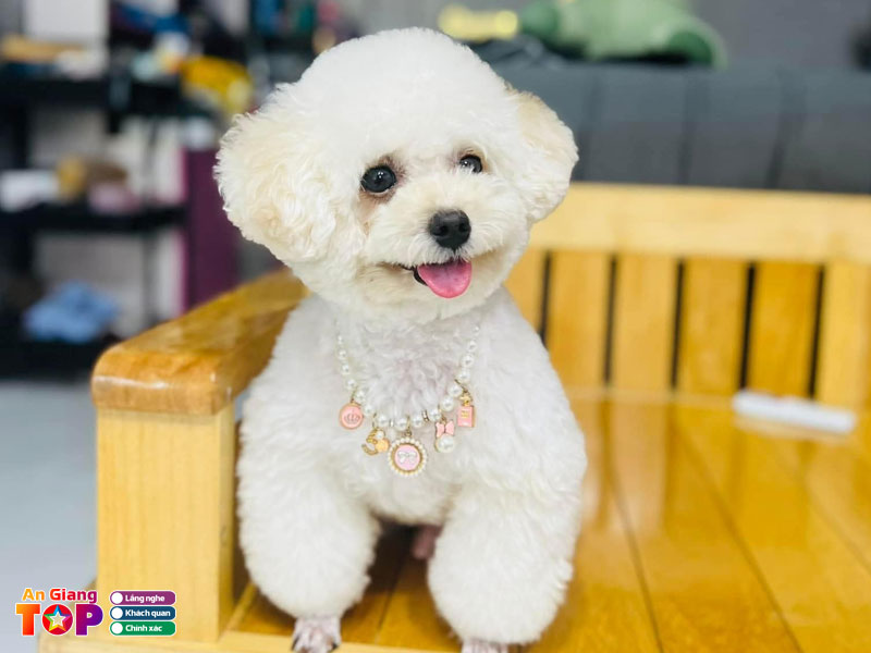 Lua-pet-angiangtoplist