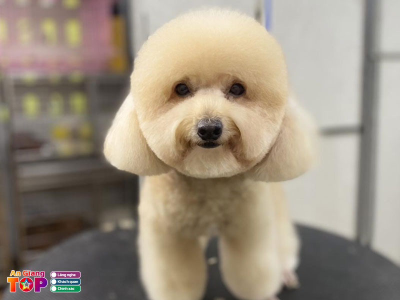 Teddypet-angiangtoplist