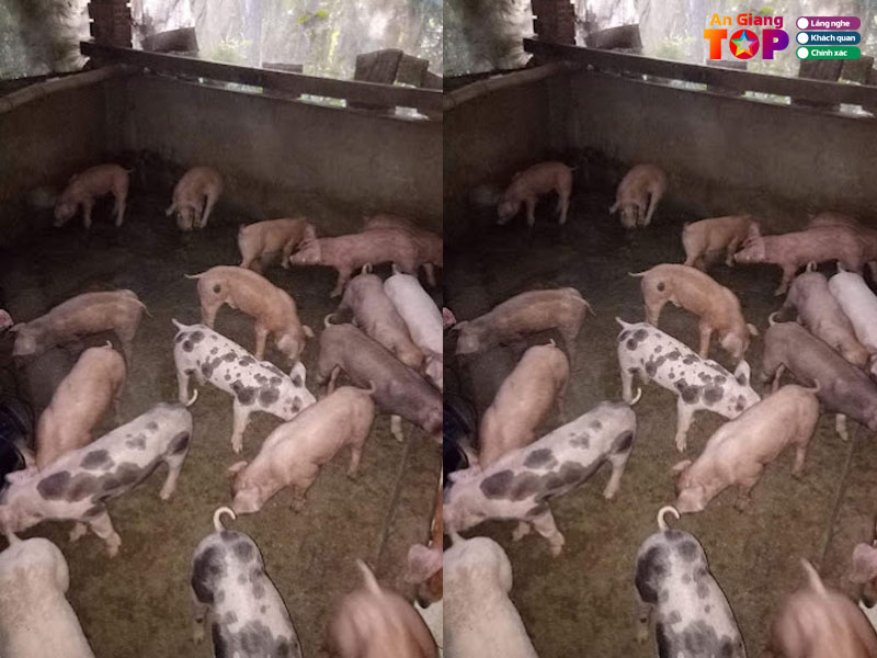 Trai-heo-giong-chu-5-angiangtoplist