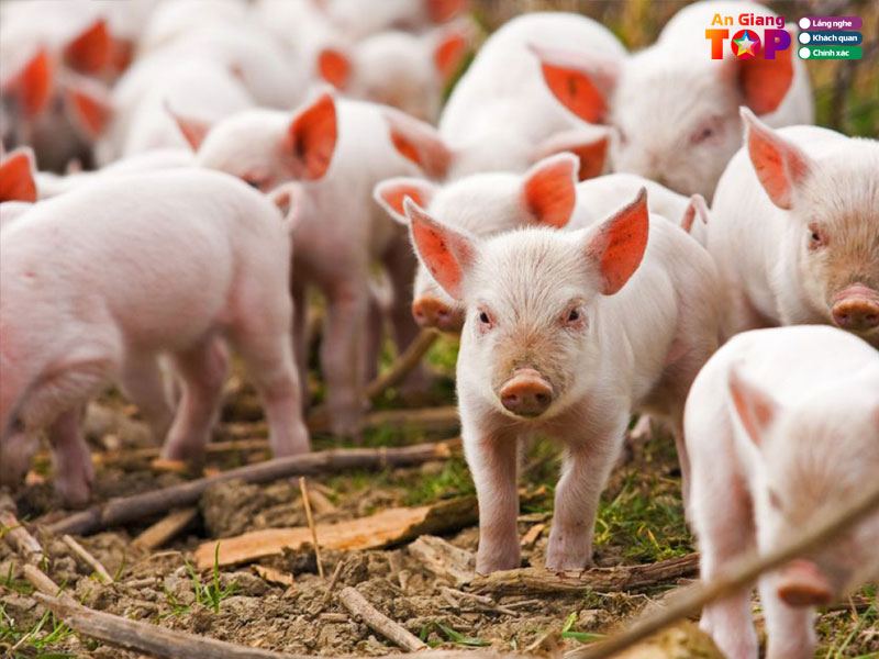 Trai-heo-giong-son-trinh-angiangtoplist