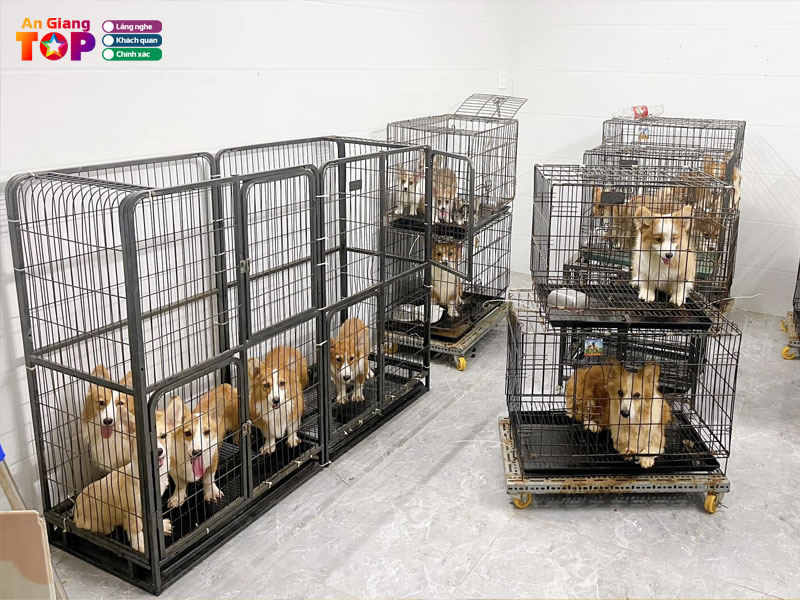 Viet-pet-angiangtoplist