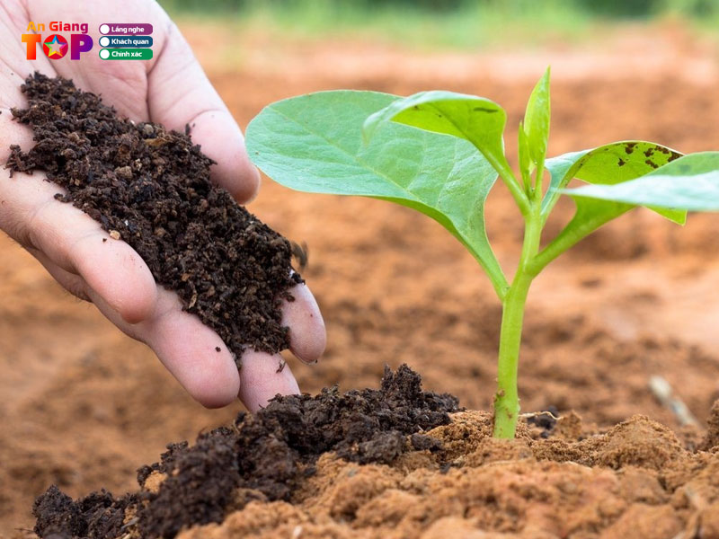 Cong-ty-phan-bon-mua-xanh-angiangtoplist