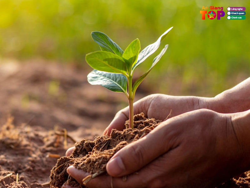 Phan-bon-hat-giong-mam-xinh-angiangtoplist