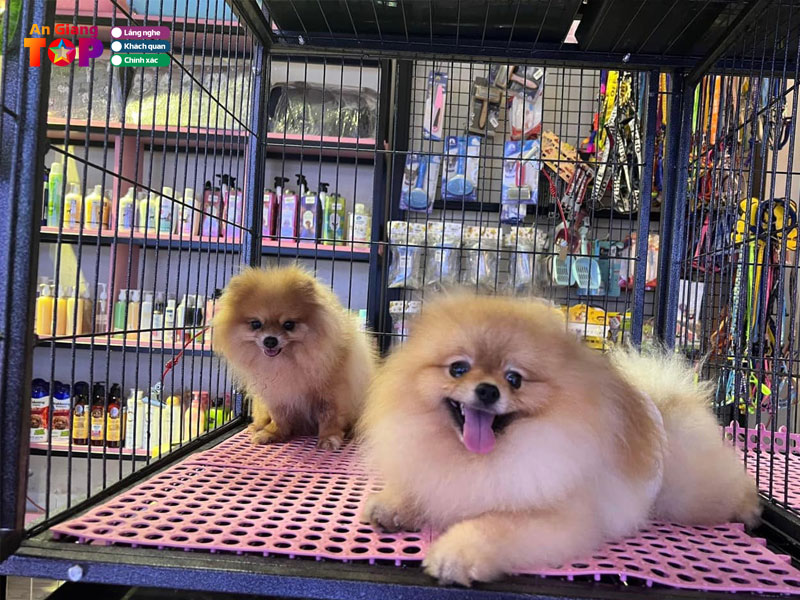 Syna-pets-shop-angiangtoplist