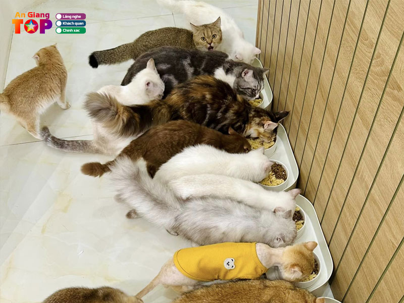 Vuon-meo-anemone-cattery-angiangtoplist
