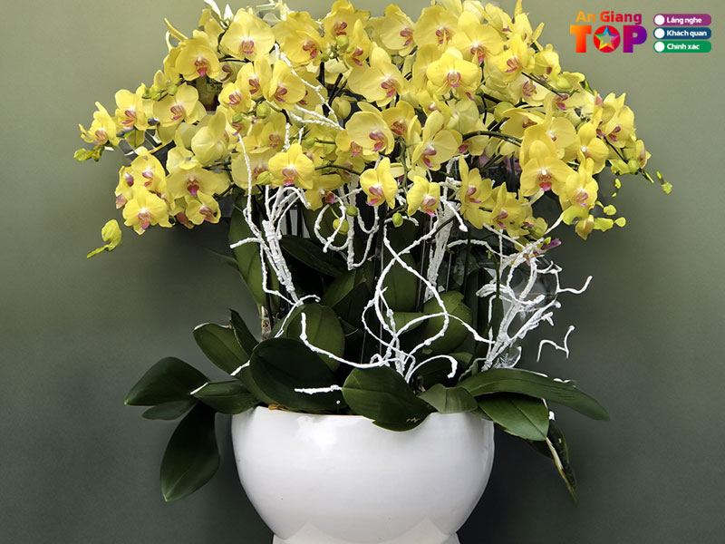 Beautiful-orchids-angiangtoplist