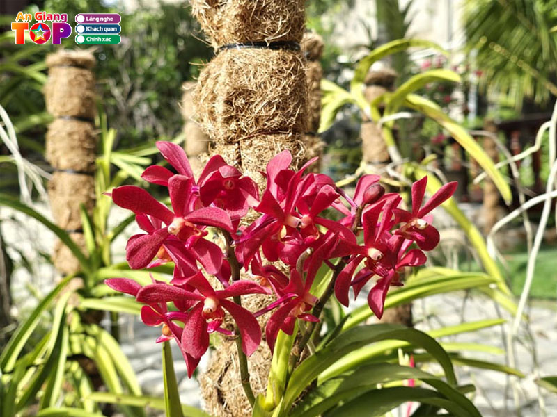 Hoa-lan-khanh-khoi-angiangtoplist