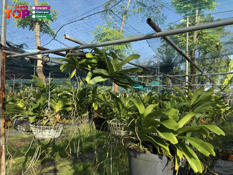 Hoa-lan-sinh-vien-angiangtoplist