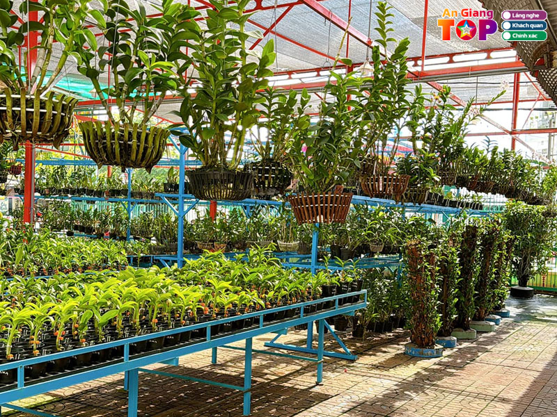 Hoa-lan-tue-duyen-angiangtoplist