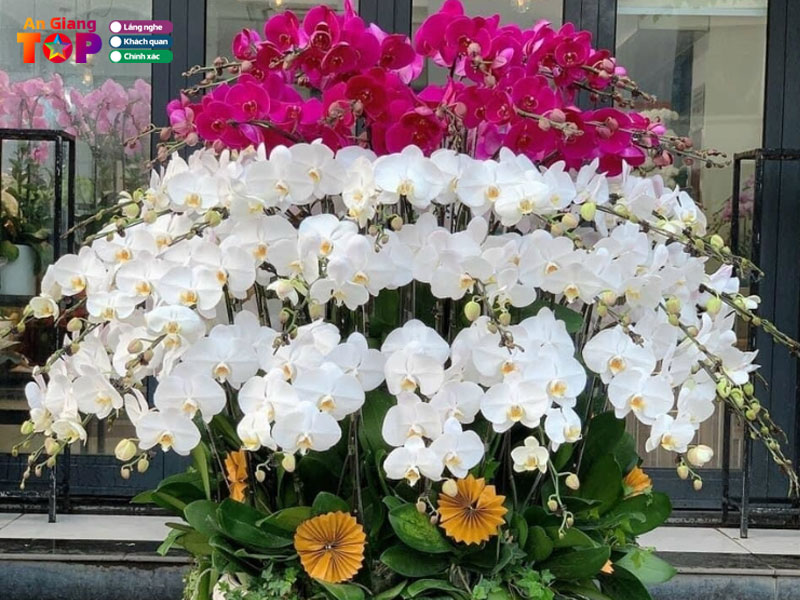 Royflower-angiangtoplist