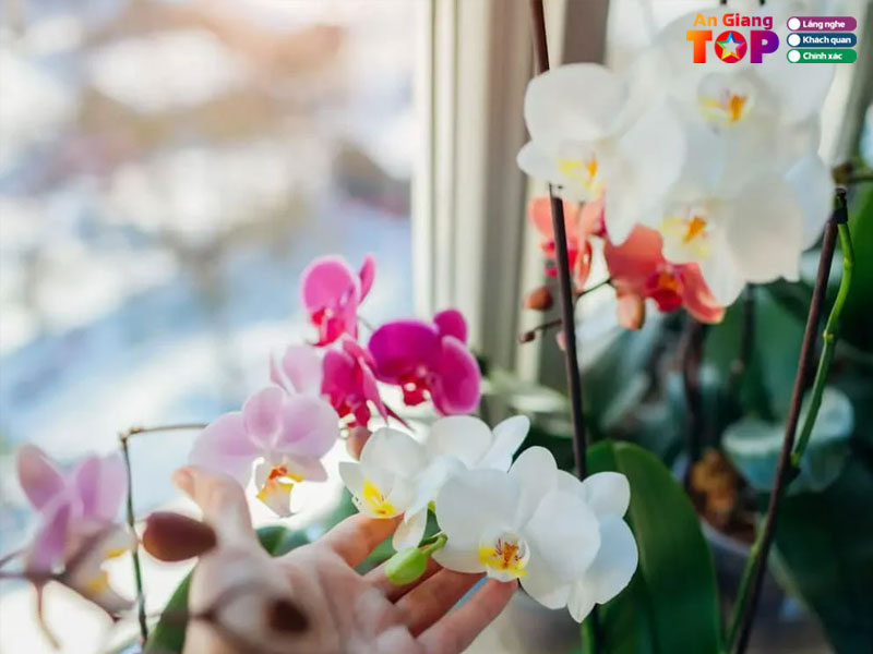 Tang-hoa-tan-nha-angiangtoplist