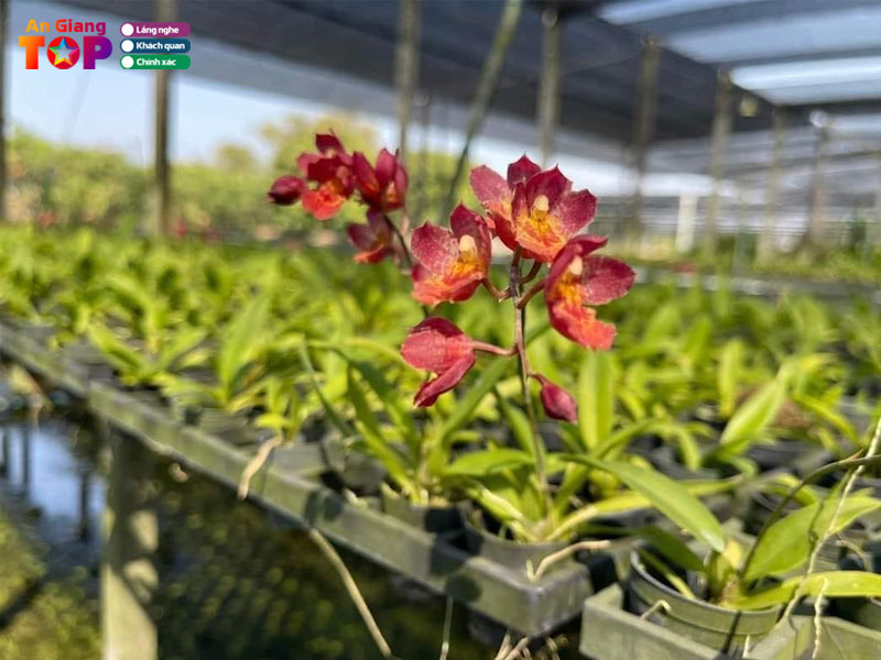 Thang-nguyen-orchids-angiangtoplist
