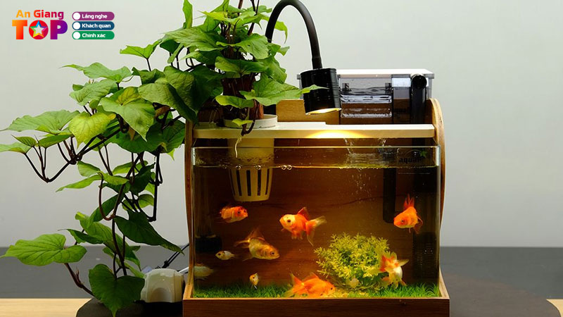 Top-10-dia-chi-ban-be-ca-o-an-giang-chat-luong-da-kich-co-angiangtoplist