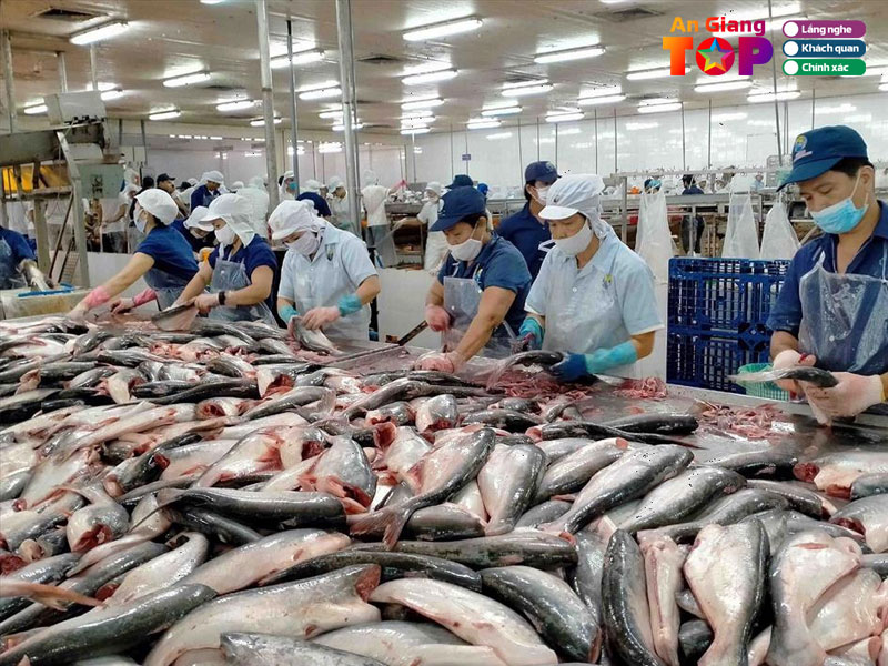 Cong-ty-co-phan-xuat-nhap-khau-thuy-san-an-giang-angiangtoplist