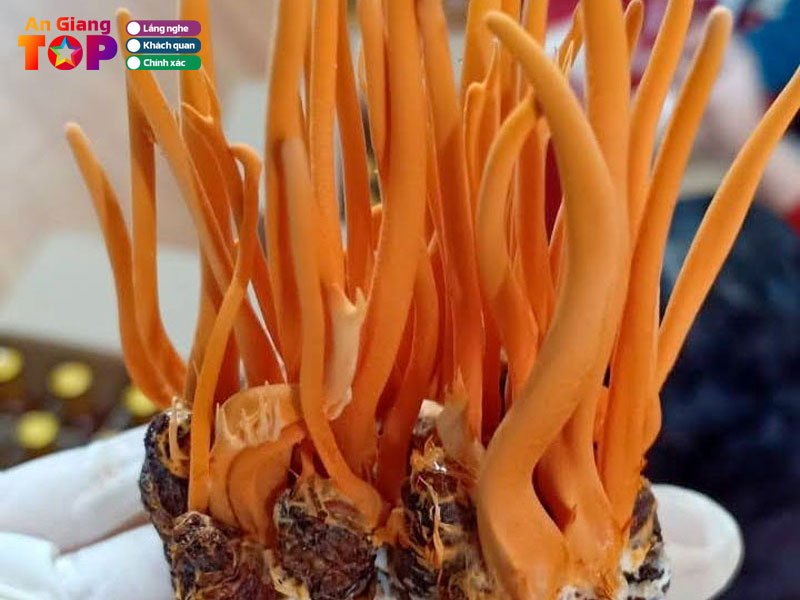 Dong-trung-ha-thao-truong-giang-angiangtoplist