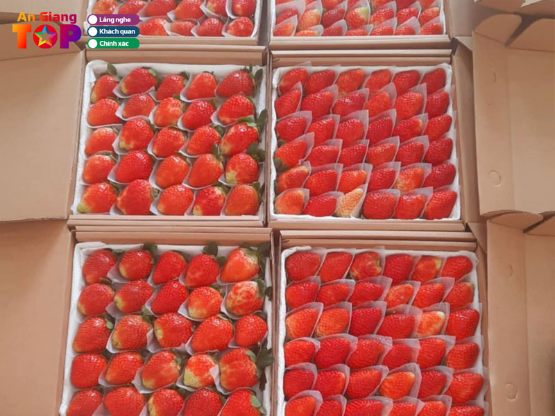 Gia-phat-fruits-angiangtoplist