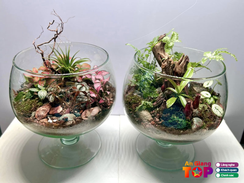 Guppy-xanh-angiangtoplist