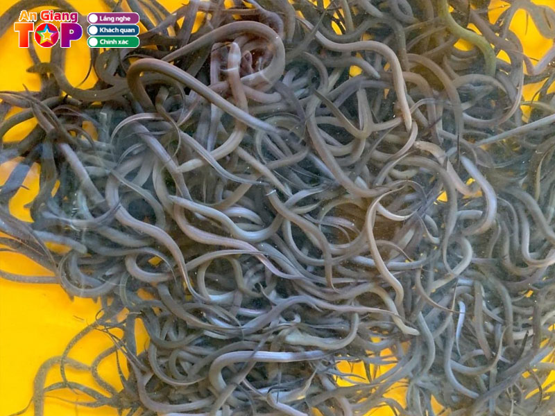 Luon-giong-thanh-dien-angiangtoplist