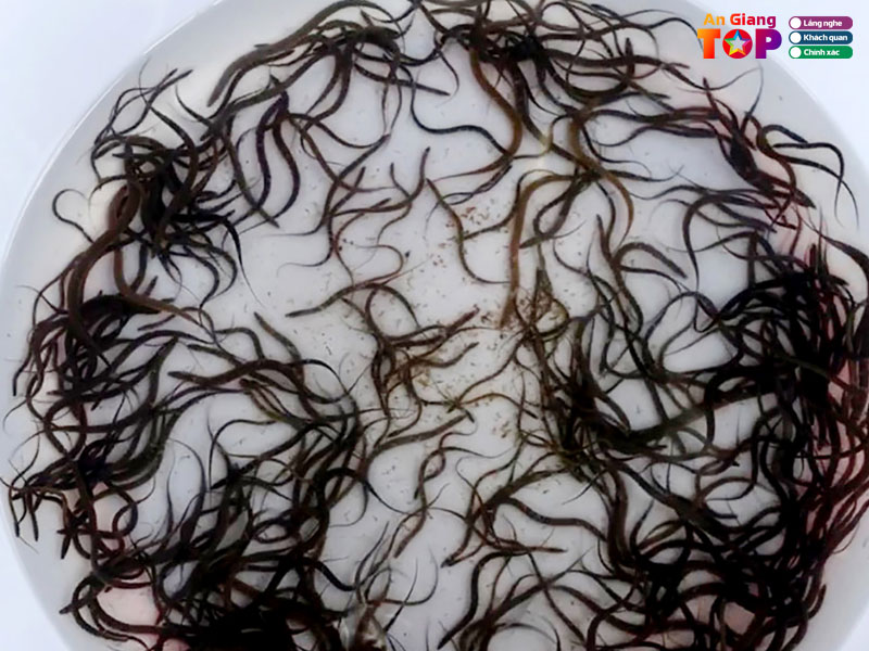 Luon-giong-tri-ton-angiangtoplist