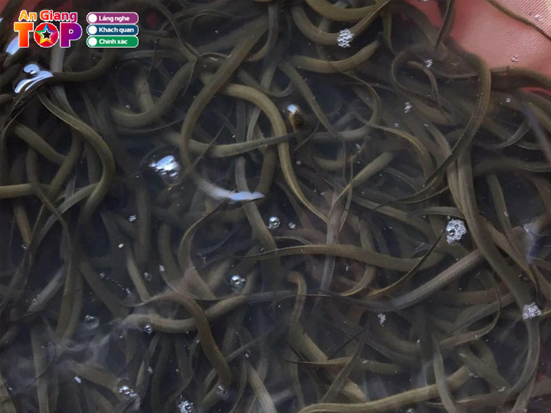 Luon-giong-xuan-nguyen-angiangtoplist