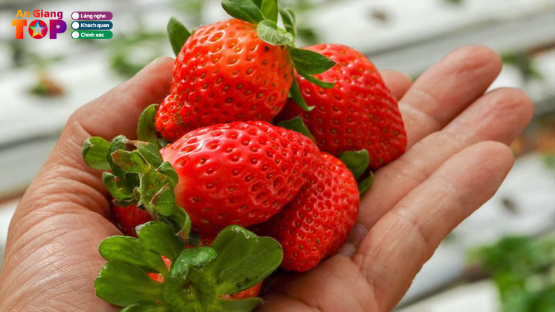 Top-5-shop-ban-dau-tay-tai-an-giang-ngon-mong-nuoc-angiangtoplist