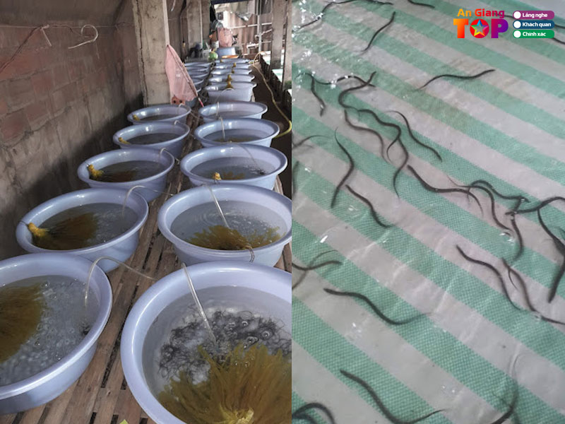 Trai-luon-giong-chi-linh-angiangtoplist