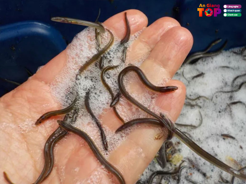 Trai-luon-giong-hoa-ky-angiangtoplist