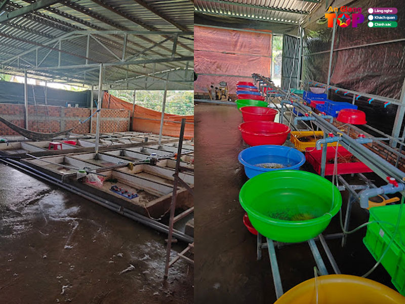 Trai-luon-giong-hoa-lac-angiangtoplist