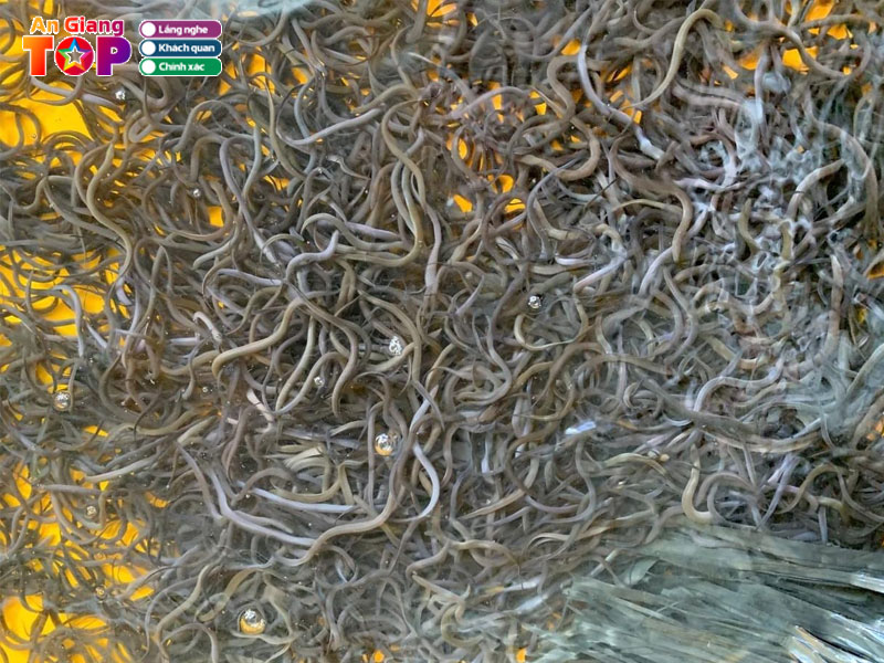 Trai-luon-giong-tri-angiangtoplist