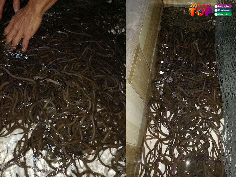 Trai-luon-giong-truong-linh-angiangtoplist