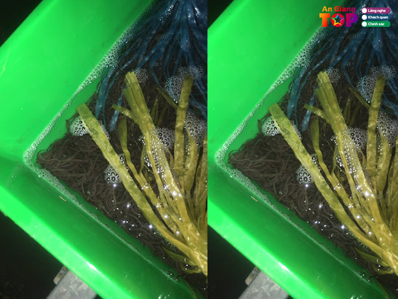 Trai-luon-hoang-an-angiangtoplist