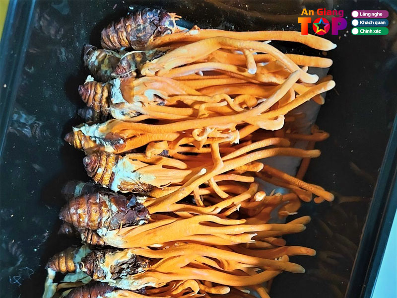 Trung-tam-cong-nghe-sinh-hoc-angiangtoplist