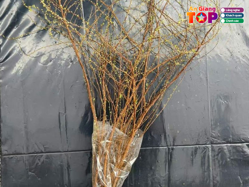 Luta-flower-angiangtoplist