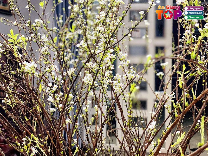 Tuyet-mai-thuy-vy-angiangtoplist