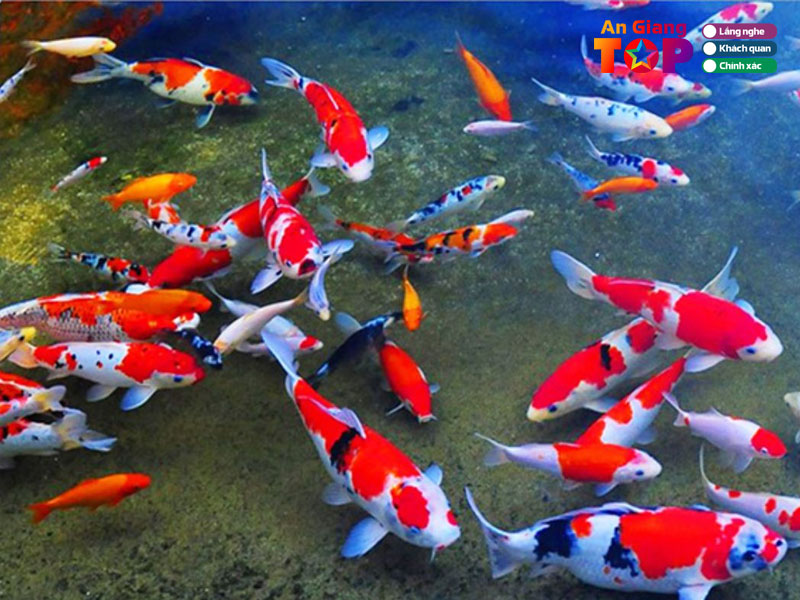 Ca-canh-mui-tau-angiangtoplist