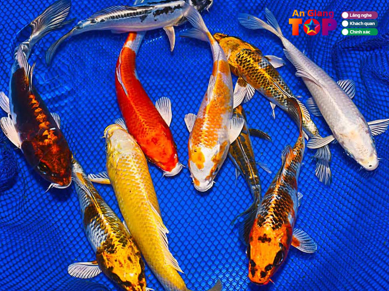 Ca-canh-qui-tran-angiangtoplist