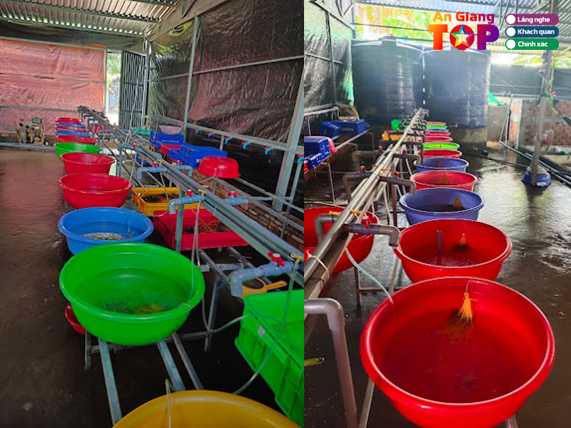 Ca-giong-hoa-lac-angiangtoplist