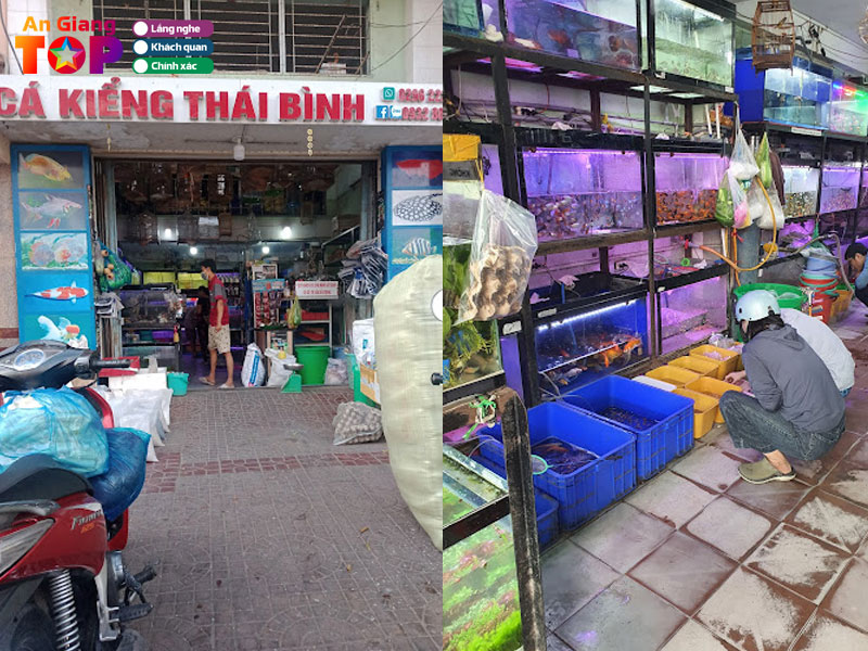 Cua-hang-ca-canh-thai-binh-angiangtoplist