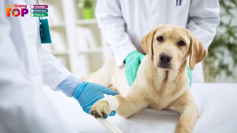 Top-10-phong-kham-thu-y-o-an-giang-uy-tin-tan-tam-angiangtoplist